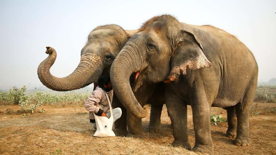 Taj Mahal Tour with Optional Wildlife Rescue Center Visit - Lunch is a short pause, not the main event