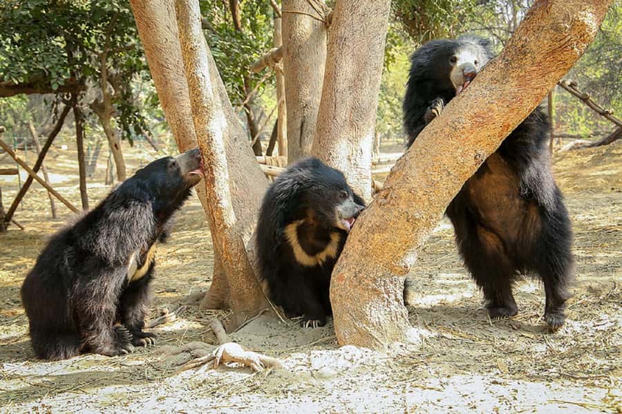 Taj Mahal Tour with Optional Wildlife Rescue Center Visit - What the $21 price really covers