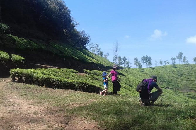 Tea planation walking In Munnar- (by Munnar Info) - The tea-plucking lesson in the field