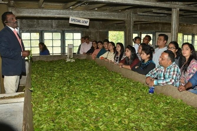 Tea planation walking In Munnar- (by Munnar Info) - From Moolakadai toward Lakshmi Tea Estate
