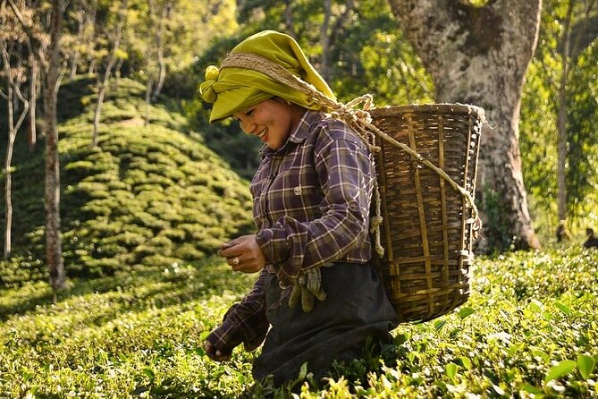 Tea Pluckers' Day - Five things to know before you book