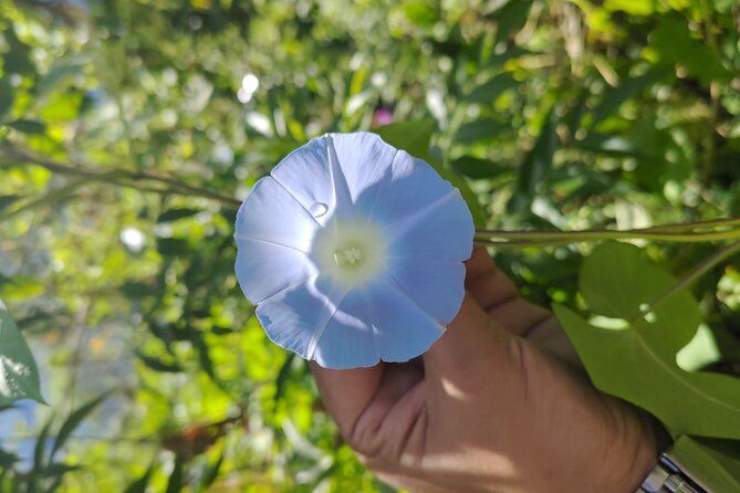 Tea Pluckers' Day - What Tea Pluckers’ Day is really about