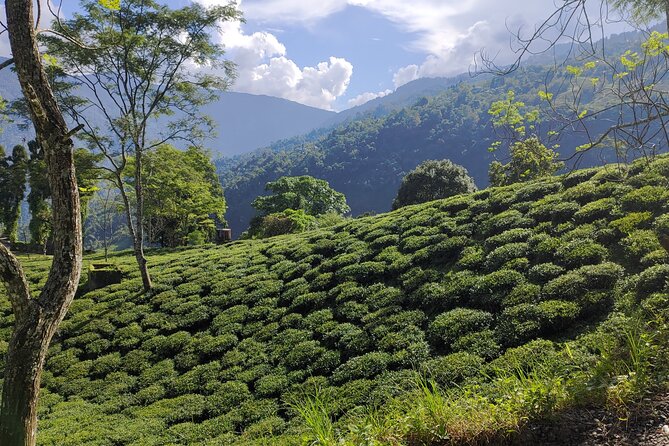 Tea Pluckers' Day - Factory visits and the tea tasting