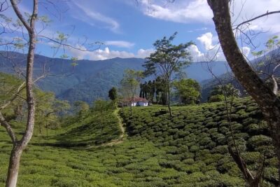 Tea Pluckers’ Day