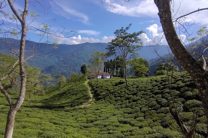 Tea Pluckers' Day - Walking through the tea garden