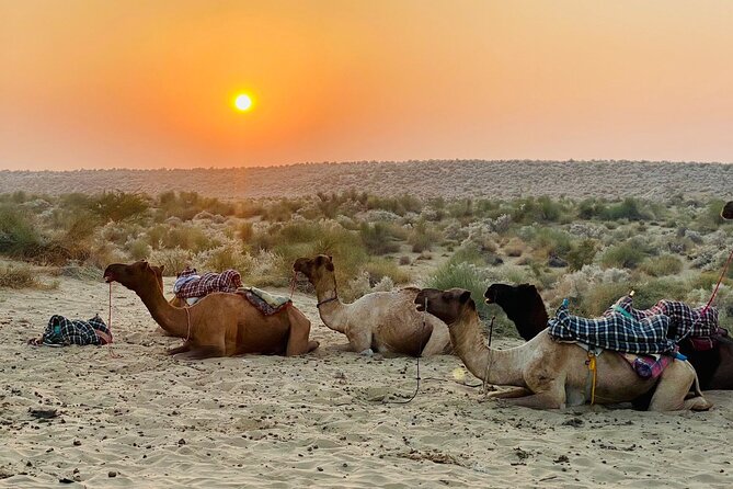 Thar Desert Camel Tour, Guide with over 25 years of experience! - Riding a camel for two hours across open sand