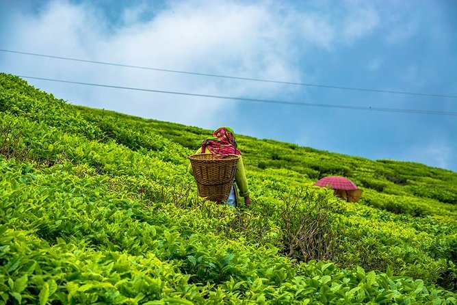 The Land Mark Tour (Nautical Day Darjeeling To Mirik crusade) - Why this Darjeeling to Mirik route is worth your day