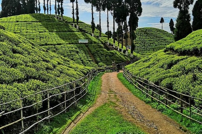 The Land Mark Tour (Nautical Day Darjeeling To Mirik crusade) - Gopal Dhara Tea Garden and the steep road downhill
