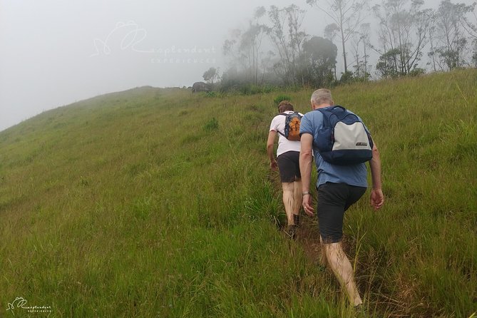 Trekking in Munnar - Finishing through tea country and returning to Munnar