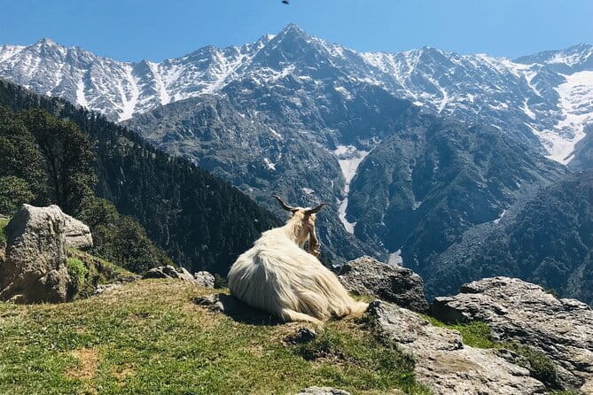 Triund Trek with Manu Adventures India - Day one: four hours through Himalayan forest