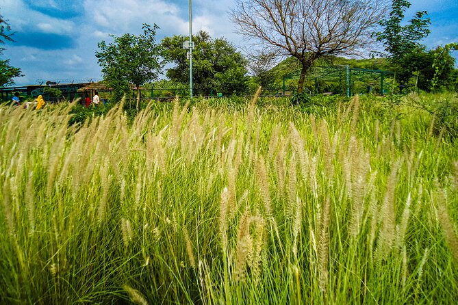 Uncover Hidden Treasures of Rural Life on a Village Tour - Leaving Jaipur behind for Jamwa Ramgarh