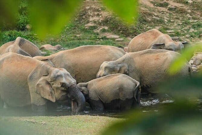 Wild Elephant Anakulam & Waterfalls Tour(munnar valley Trekking) - Key points to know before you book