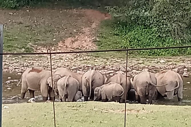 Wild Elephant Anakulam & Waterfalls Tour(munnar valley Trekking) - Viripara Waterfalls and the first chance to get wet