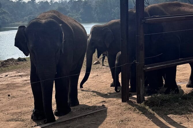 Wild Life Jeep Safari Tour at Bannerghatta with Private Transfer - Quick take: what makes this safari worth your morning