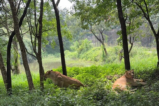 Wild Life Jeep Safari Tour at Bannerghatta with Private Transfer - How long should you set aside?